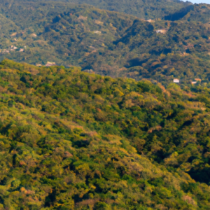The Puerto Vallarta rainforest is a captivating and verdant tropical oasis.